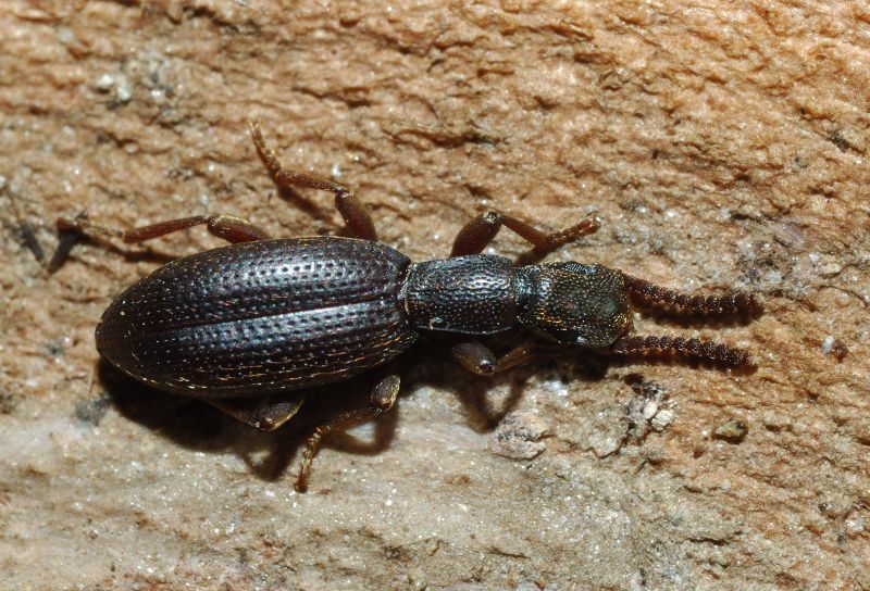 Stenosis sp.
